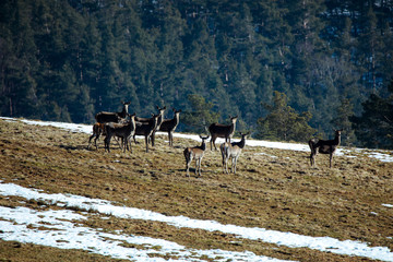 Sarny © marcinbawiec