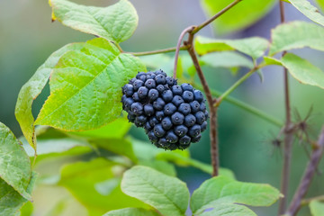 Prickly eleutherococcus or Wild pepper.