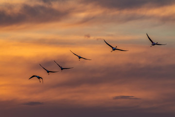 A flying flamingos. Taken during sunset.