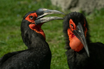 Fototapeta premium Calao Terrestre Sureño ( Bucorvus leadbeateri )​ Southern Ground Hornbill