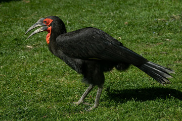 Obraz premium Calao Terrestre Sureño ( Bucorvus leadbeateri )​ Southern Ground Hornbill
