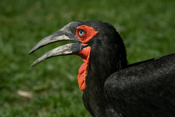 Calao Terrestre Sure&ntilde;o ( Bucorvus leadbeateri )​  Southern Ground Hornbill