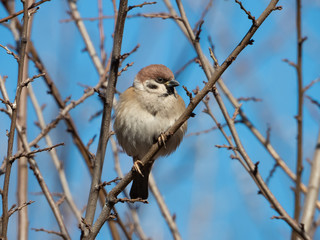 sparrow sitting on a branch against a blue sky