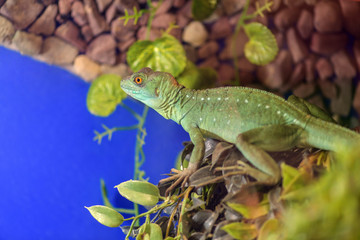 .Basiliscus basiliscus,  Basiliscus plumifrons. Large green Basilisk Shlemonosny sitting on a tree...