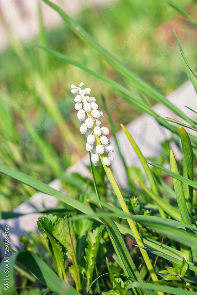 Wall mural muscari armeniacum grape hyacinth blooms in early spring. macro white flower muscari meadow. muscari