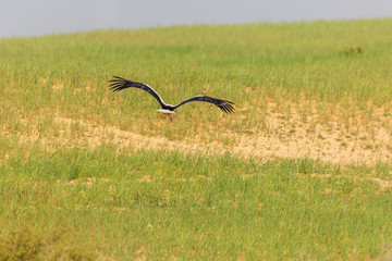 Wild stork flying out