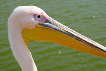 Pelican.