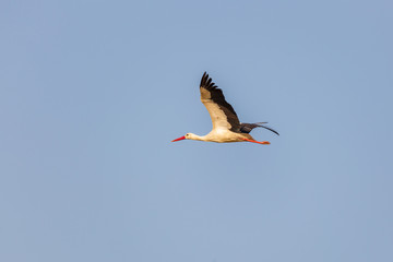 Wild stork flying in blue sky