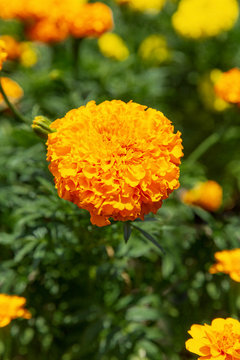 Sigle marigold