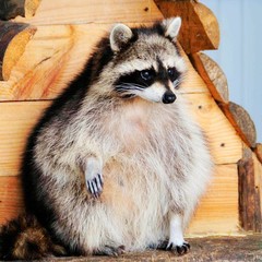 Raccoon.