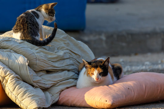 Homeless cat with a kitten