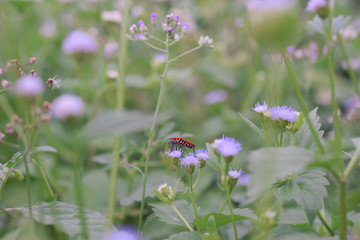 flowers and insect in the garden