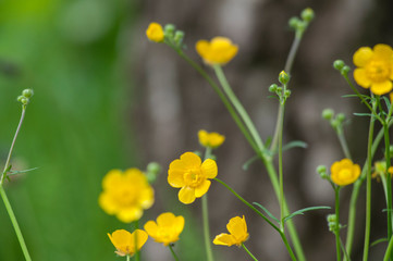 yellow flower, buttercup