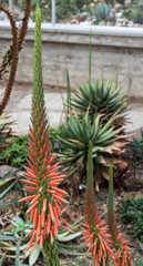 Close up of a flower stalk of an Aloe sheilae plant