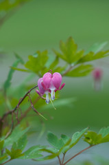 pink flower, watering heart
