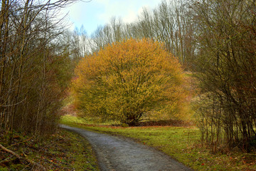 Autumn landscape Dark trees and fallen leaves on a wet path in Lane Park after the rain. A lonely tree with fiery leaves.