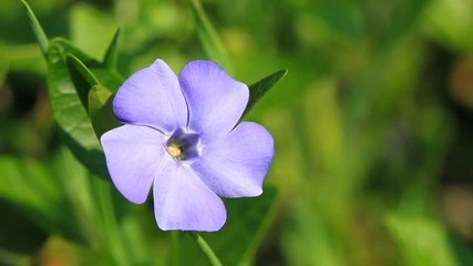 Vinca minor flowers blossom in the spring time