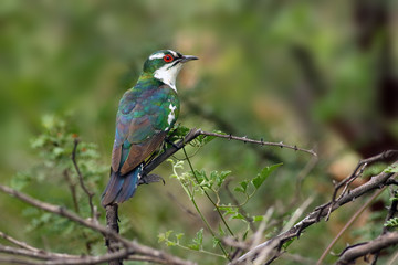 The Diederik cuckoo (Chrysococcyx caprius), formerly dideric cuckoo or didric cuckoo sitting in the...