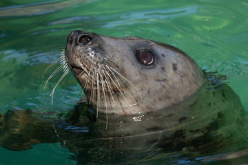 Retrato de una foca gris en el agua