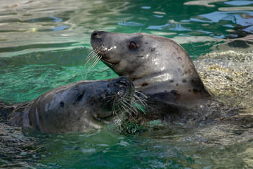 Focas jugando en el agua