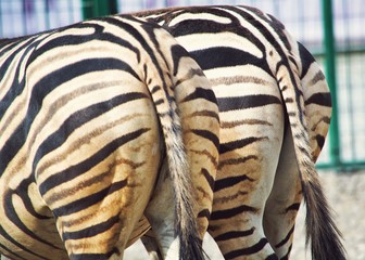 Zebras.