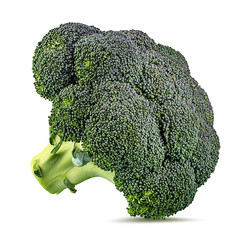 Fresh broccoli isolated on white background with clipping path