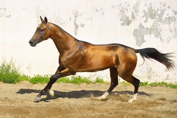 Golden buckskin Akhal Teke stallion runs in a paddock along white wall. Horizontal, side view, in motion.