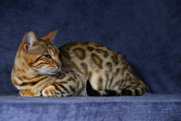Spotted cat resting with paws underneath on dark blue background. Horizontal, side view.