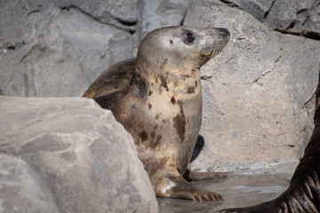 Retrato de una foca gris