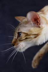Portrait of cat with blue eyes sneaking on dark blue background. Vertical, side view, close up.