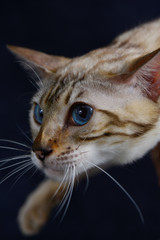 Portrait of cat with blue eyes sneaking on dark blue background. Vertical, side view, close up.