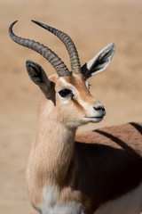 Retrato de una gacela dorcas