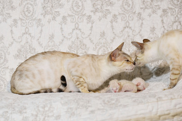 Light beige cat mother with her kittens sniffing with male cat. Horizontal, side view.