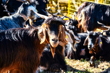 Fototapeta premium 2019-01-27-Buenavista del Norte, Romeria und Viehmarkt. Im Rahmen der Romeria wurden Ziegen ausgestellt, prämiert und von dem Geistlichen gesegnet. Ziegen sind auf Teneriffa weit verbreitet.