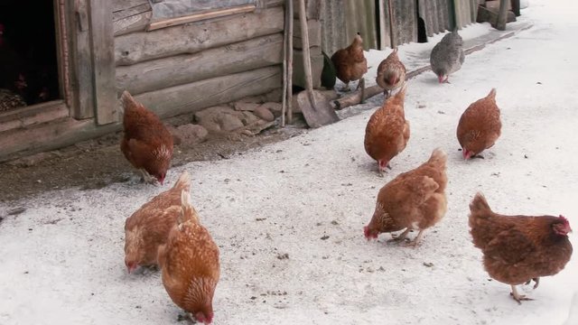 Chickens walking on snow