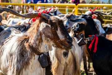 Fototapeta na wymiar 2019-01-27-Buenavista del Norte, Romeria und Viehmarkt. Im Rahmen der Romeria wurden Ziegen ausgestellt, prämiert und von dem Geistlichen gesegnet. Ziegen sind auf Teneriffa weit verbreitet.