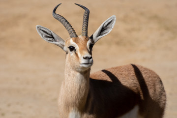 Retrato de una gacela dorcas