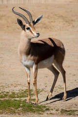 Macho de gacela dorcas