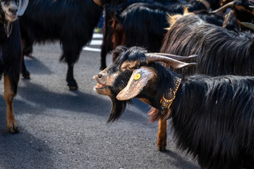 2019-01-27-Buenavista del Norte, Romeria und Viehmarkt. Im Rahmen der Romeria wurden Ziegen...