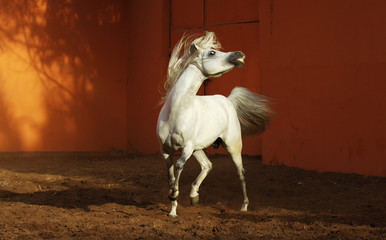 Funny light gray arabian stallion running and playing in the paddock. Horizontal, front view. 