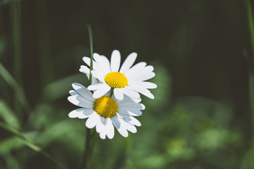 G&auml;nsebl&uuml;mchen