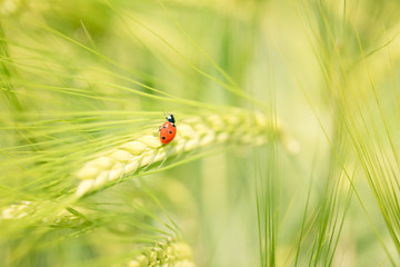 Marienk&auml;fer Makro