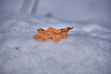 Oak leaf close up on snow in the forest
