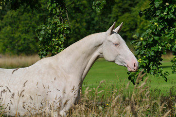 Portrait of perlino Akhal Teke stallion posing at freedom around the trees. Horizontal, side view, close up.
