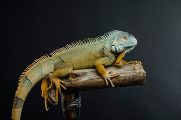 sensual woman and green iguana in studio
