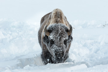 Bison in Yellowstone National Park during winter © Dale