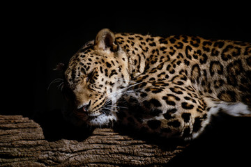 Leopardo durmiendo en la oscuridad © Azahara