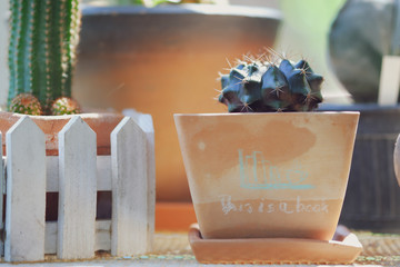 Cute cactus in small clay pots.