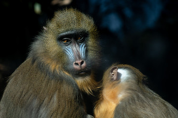Mandril - Mamá e hijo