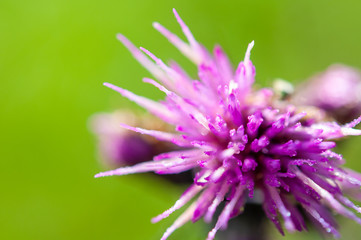 purple flower, knapweed